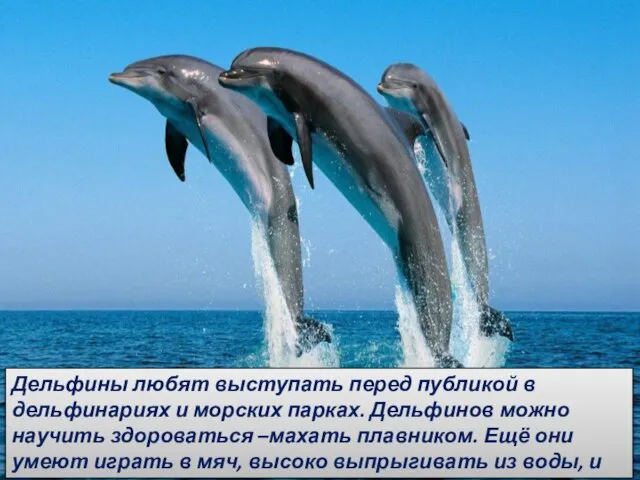 Дельфины любят выступать перед публикой в дельфинариях и морских парках. Дельфинов