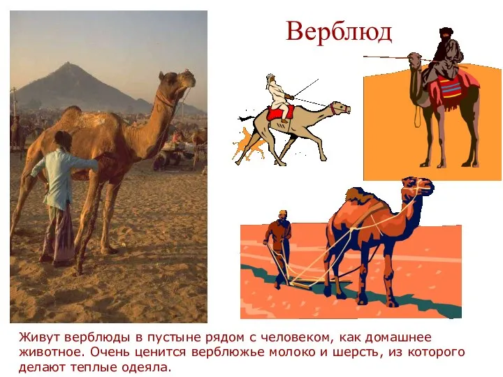 Верблюд Живут верблюды в пустыне рядом с человеком, как домашнее животное.