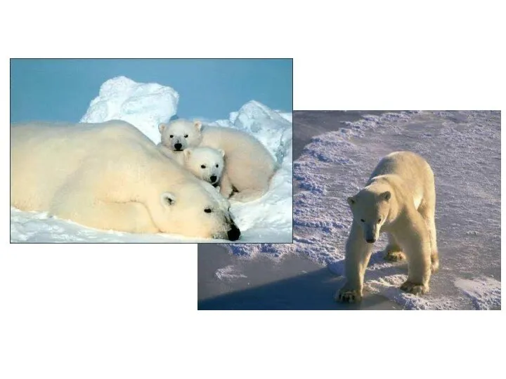 Белый медведь Белый цвет делает медведя невидимым на льдине среди снега.