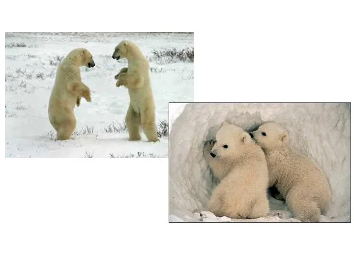 Белый медведь Белый медведь занесён в Красную книгу России. Медленное размножение