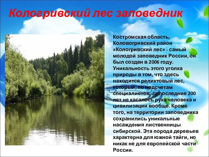 Костромская область, Коловогривский район «Кологривский лес» - самый молодой заповедник России,