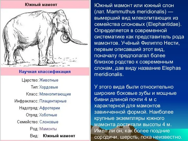 Южный мамонт или южный слон (лат. Mammuthus meridionalis) — вымерший вид