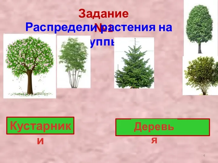 Задание №1 Распредели растения на группы Кустарники ? Деревья