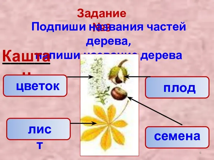 Задание №3 Подпиши названия частей дерева, напиши название дерева ______ Каштан цветок лист плод семена