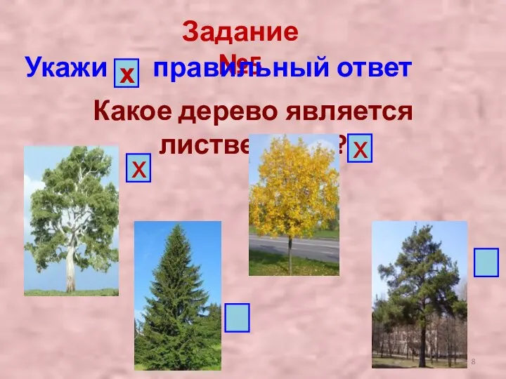 Задание №5 Укажи правильный ответ х Какое дерево является лиственным? х х
