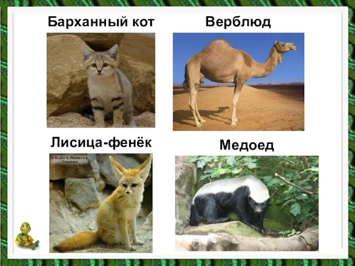 Барханный кот Верблюд Медоед Лисица-фенёк