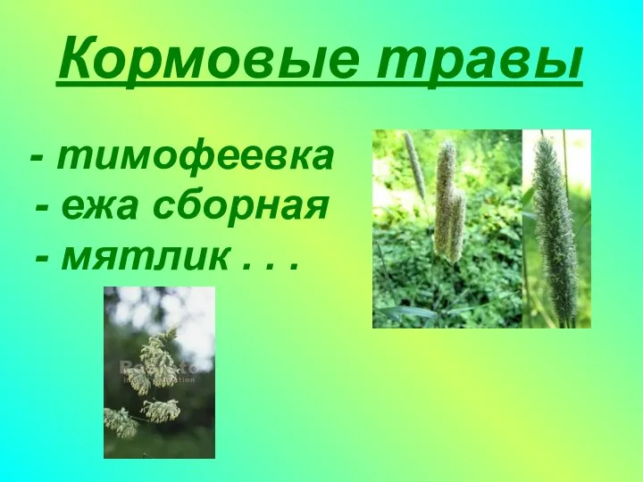 Кормовые травы - тимофеевка - ежа сборная - мятлик . . .