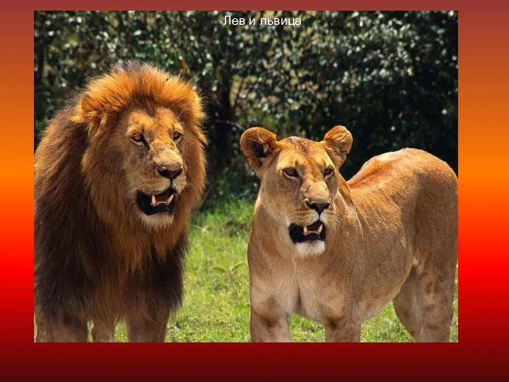 Фрагмент фильма о хищнике фрагмент фильма о хищнике Лев и львица