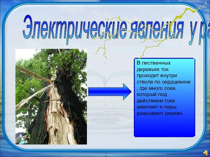 Электрические явления у растений В лиственных деревьях ток проходит внутри ствола