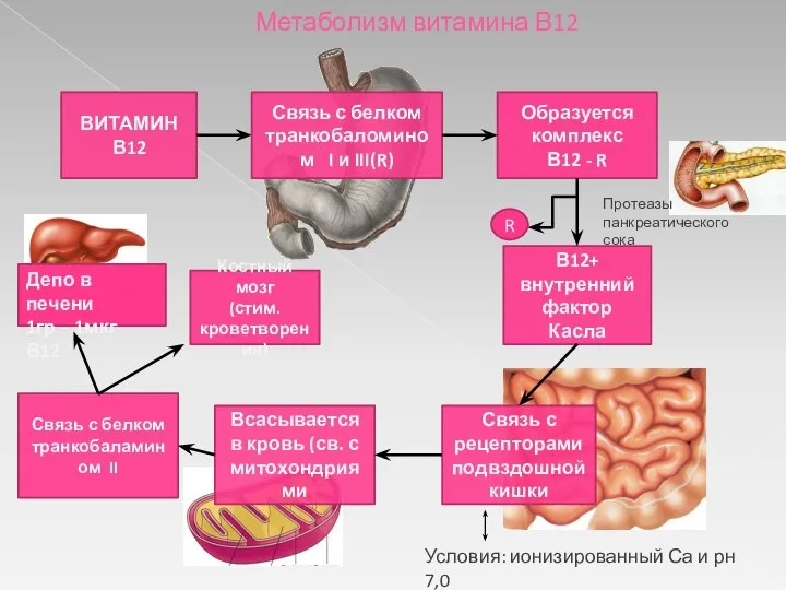 Метаболизм витамина В12 ВИТАМИН В12 В12+ внутренний фактор Касла Образуется комплекс