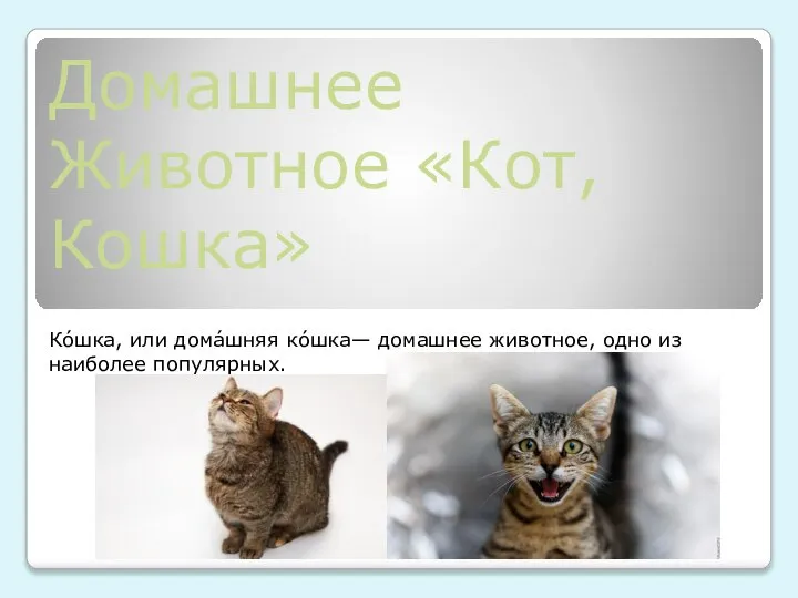 Домашнее Животное «Кот, Кошка»
