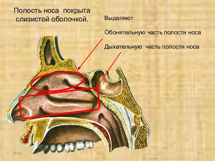Выделяют Обонятельную часть полости носа Дыхательную часть полости носа Полость носа покрыта слизистой оболочкой. УГМА