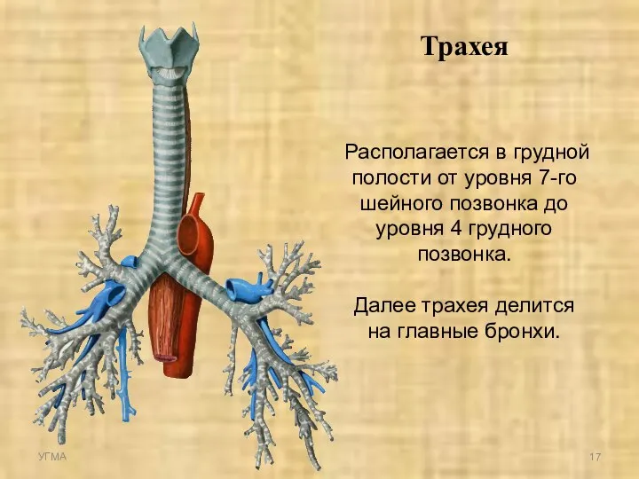 Трахея Располагается в грудной полости от уровня 7-го шейного позвонка до
