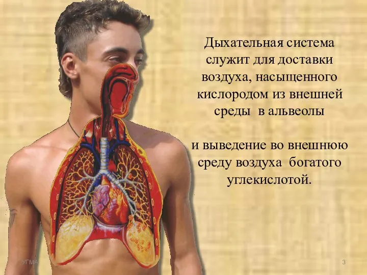 Дыхательная система служит для доставки воздуха, насыщенного кислородом из внешней среды