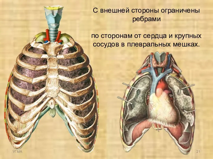 С внешней стороны ограничены ребрами по сторонам от сердца и крупных сосудов в плевральных мешках. УГМА