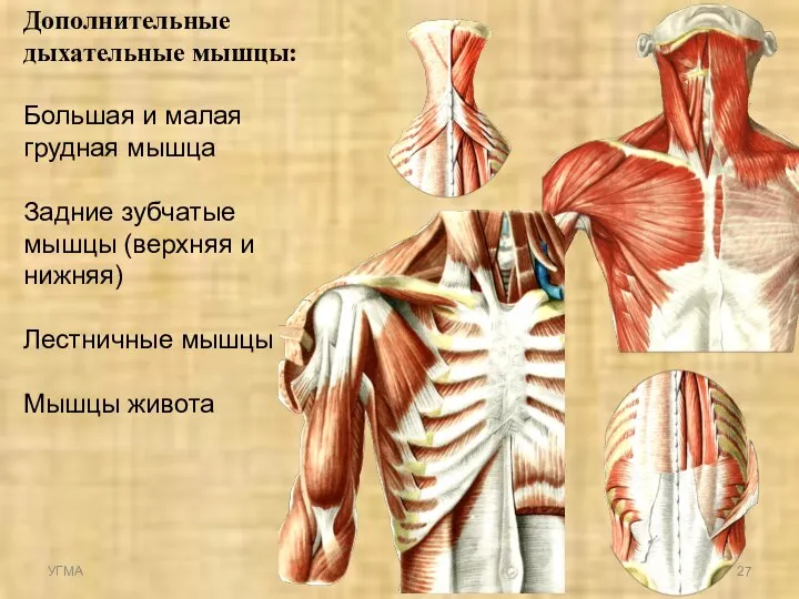 Дополнительные дыхательные мышцы: Большая и малая грудная мышца Задние зубчатые мышцы
