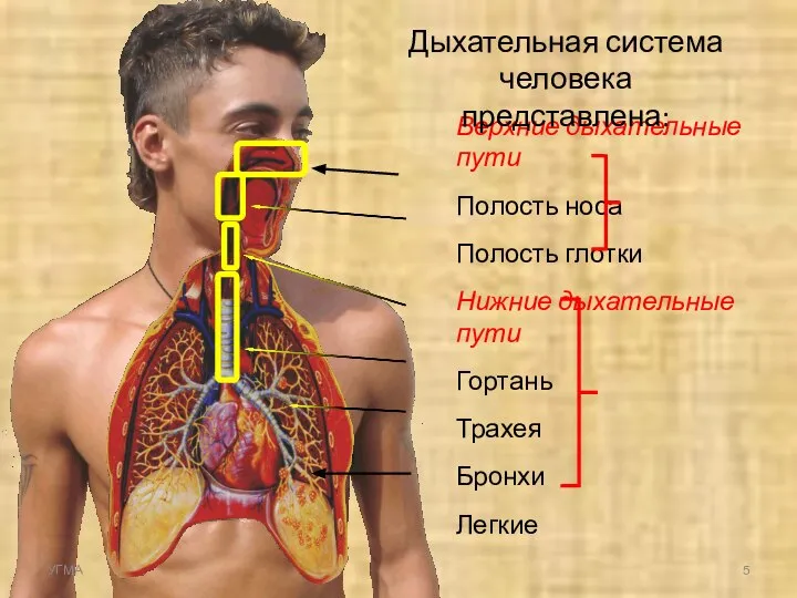 Верхние дыхательные пути Полость носа Полость глотки Нижние дыхательные пути Гортань