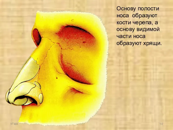 Основу полости носа образуют кости черепа, а основу видимой части носа образуют хрящи. УГМА