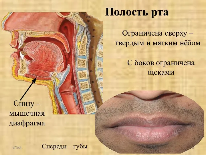 Сзади – зев Снизу – мышечная диафрагма Спереди – губы УГМА