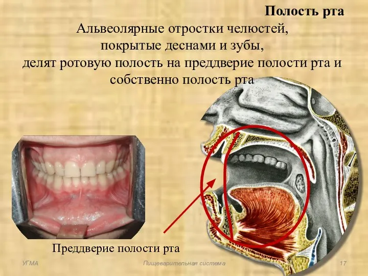 Полость рта Альвеолярные отростки челюстей, покрытые деснами и зубы, делят ротовую
