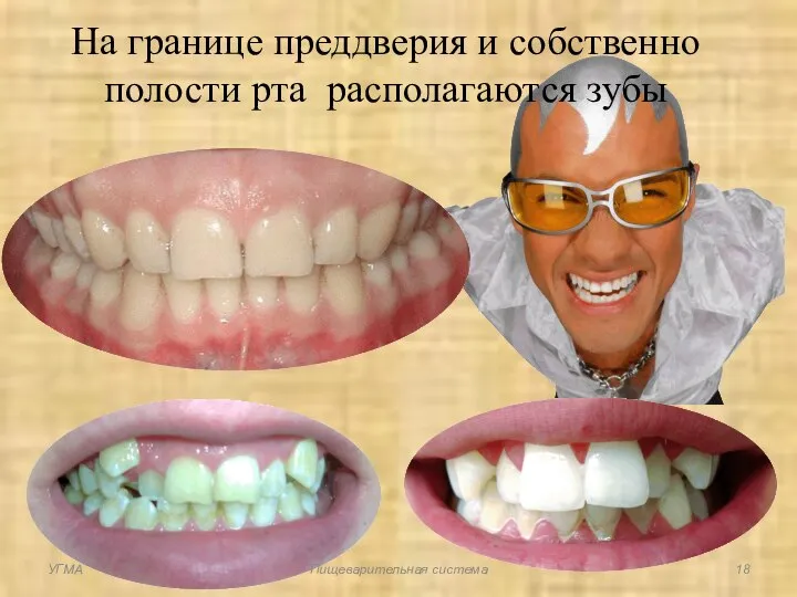 На границе преддверия и собственно полости рта располагаются зубы УГМА Пищеварительная система