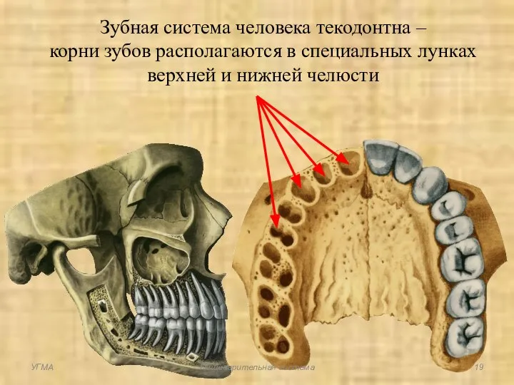 Зубная система человека текодонтна – корни зубов располагаются в специальных лунках