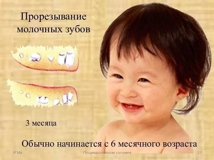 Обычно начинается с 6 месячного возраста 3 месяца Прорезывание молочных зубов УГМА Пищеварительная система
