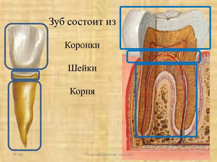 Зуб состоит из Коронки Шейки Корня УГМА Пищеварительная система