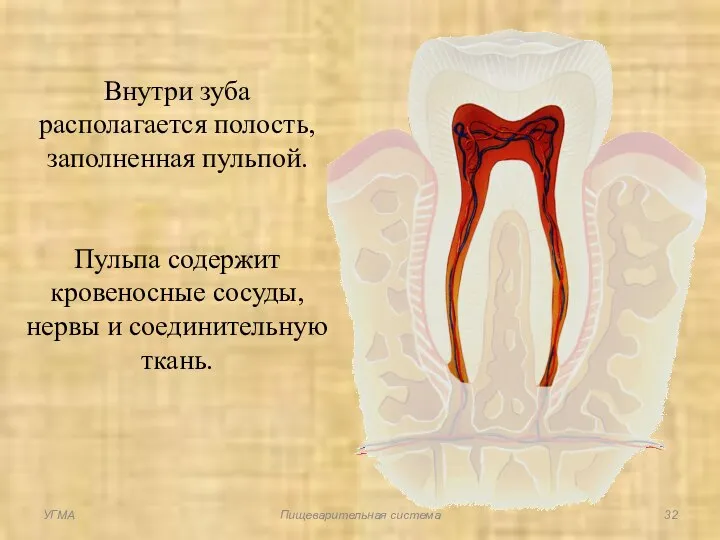 Внутри зуба располагается полость, заполненная пульпой. Пульпа содержит кровеносные сосуды, нервы