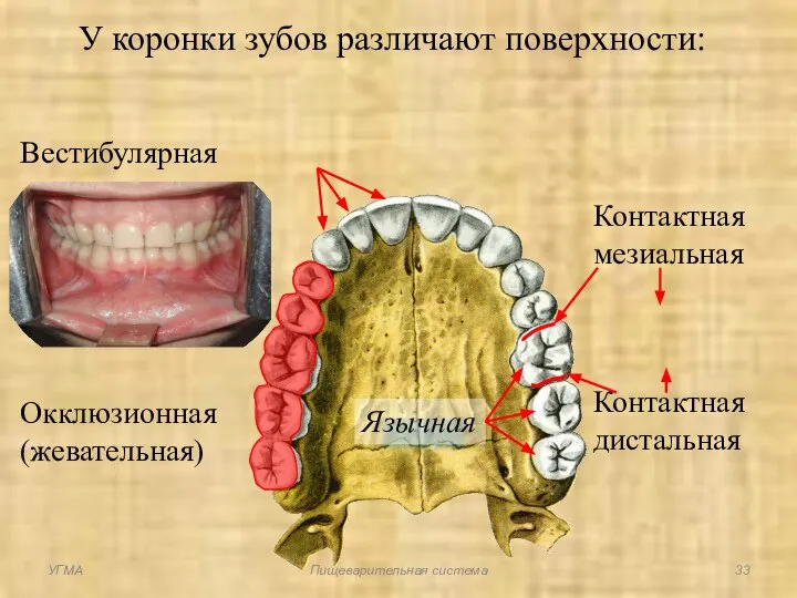У коронки зубов различают поверхности: Вестибулярная Окклюзионная (жевательная) Язычная Контактная мезиальная Контактная дистальная УГМА Пищеварительная система