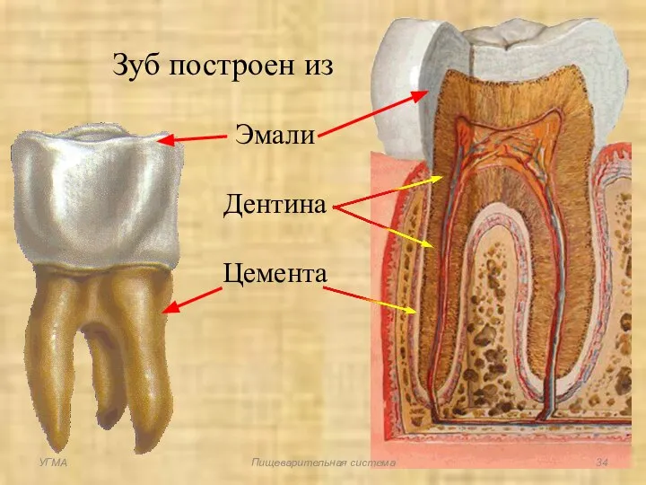 Зуб построен из Эмали Дентина Цемента УГМА Пищеварительная система