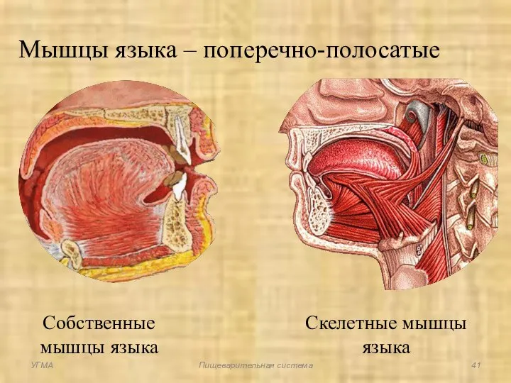 Мышцы языка – поперечно-полосатые Собственные мышцы языка Скелетные мышцы языка УГМА Пищеварительная система