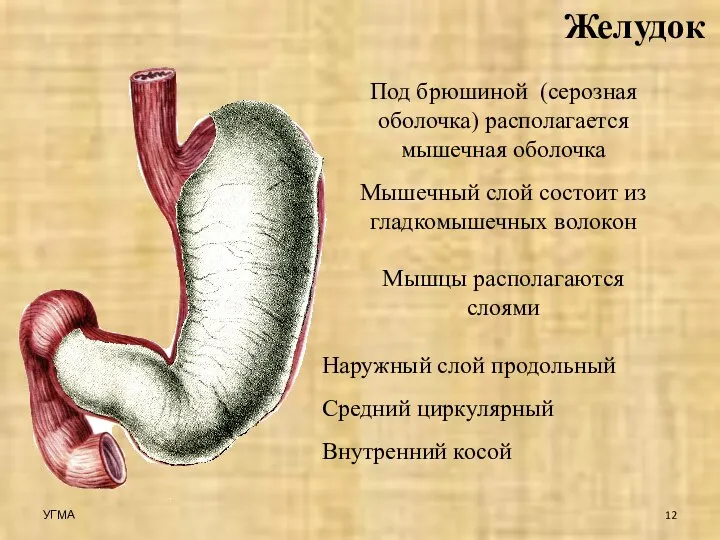 Желудок Под брюшиной (серозная оболочка) располагается мышечная оболочка Мышечный слой состоит