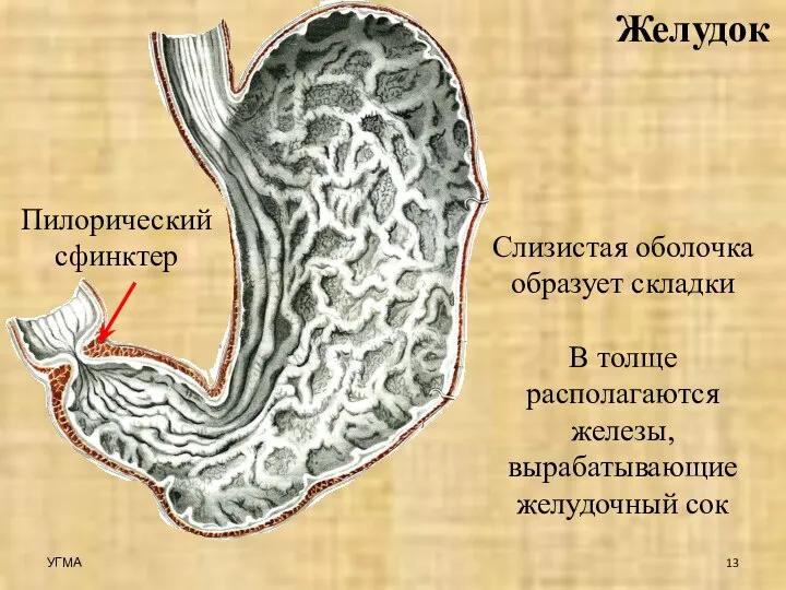 Желудок Слизистая оболочка образует складки В толще располагаются железы, вырабатывающие желудочный сок Пилорический сфинктер УГМА