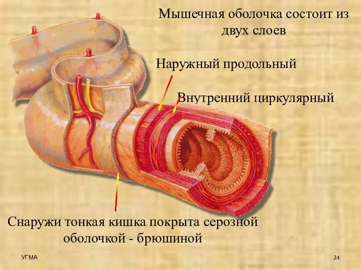 Мышечная оболочка состоит из двух слоев Наружный продольный Внутренний циркулярный Снаружи