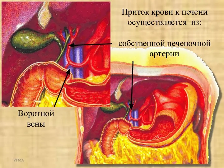 УГМА Пищеварительная система Приток крови к печени осуществляется из: собственной печеночной артерии Воротной вены