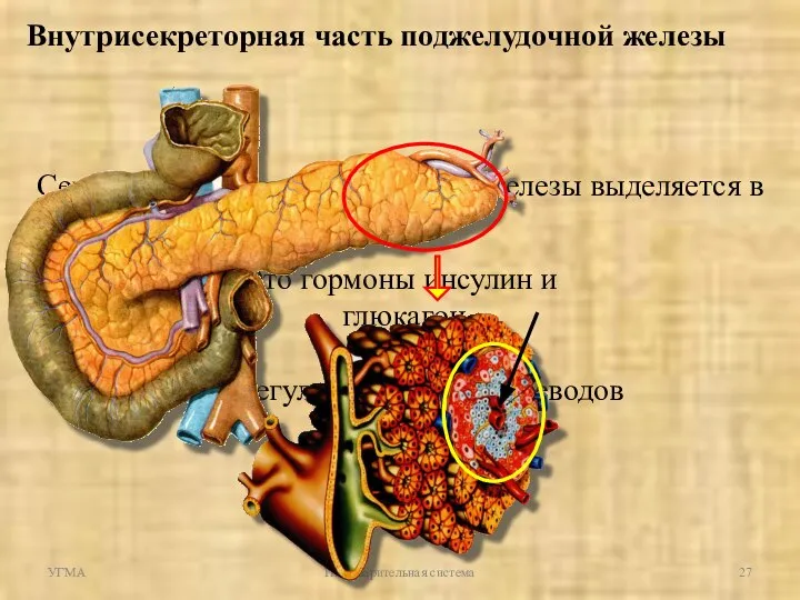 Внутрисекреторная часть поджелудочной железы Секрет внутрисекреторной части железы выделяется в кровь
