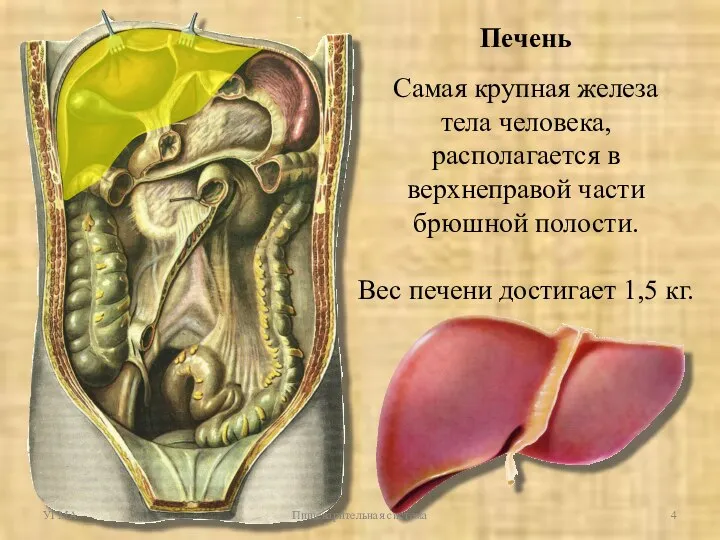 Печень Самая крупная железа тела человека, располагается в верхнеправой части брюшной