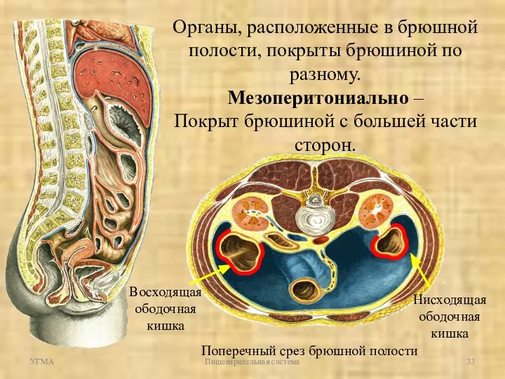 УГМА Пищеварительная система Органы, расположенные в брюшной полости, покрыты брюшиной по