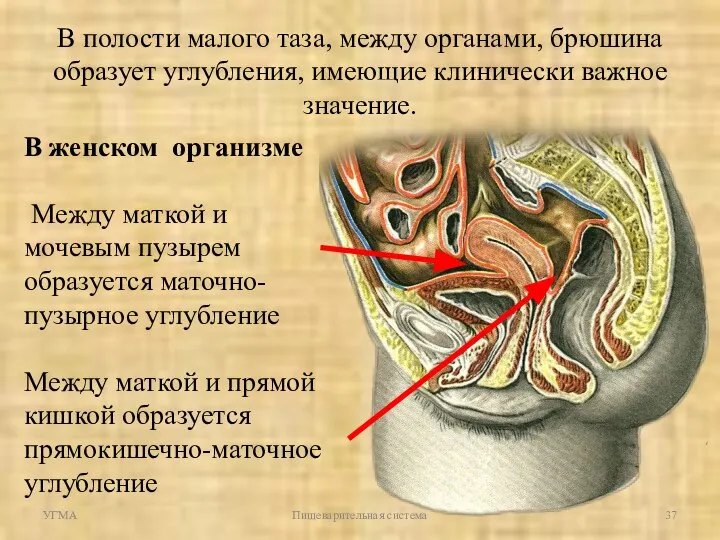 УГМА Пищеварительная система В полости малого таза, между органами, брюшина образует