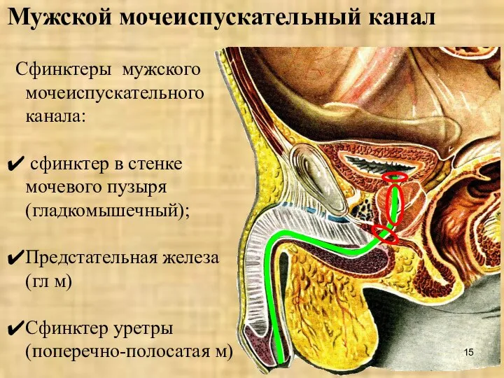 Мужской мочеиспускательный канал Сфинктеры мужского мочеиспускательного канала: сфинктер в стенке мочевого