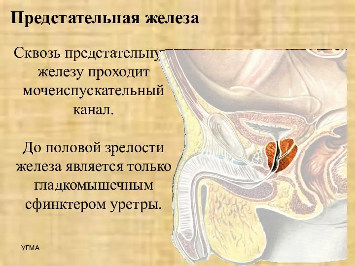 Предстательная железа Сквозь предстательную железу проходит мочеиспускательный канал. До половой зрелости