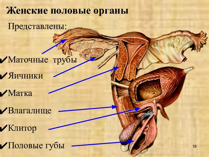 Женские половые органы Представлены: Маточные трубы Яичники Матка Влагалище Клитор Половые губы