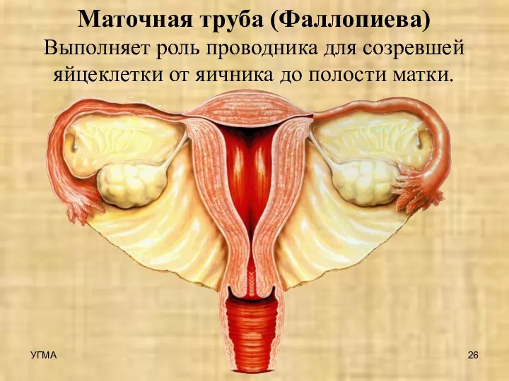 Маточная труба (Фаллопиева) Выполняет роль проводника для созревшей яйцеклетки от яичника до полости матки. УГМА