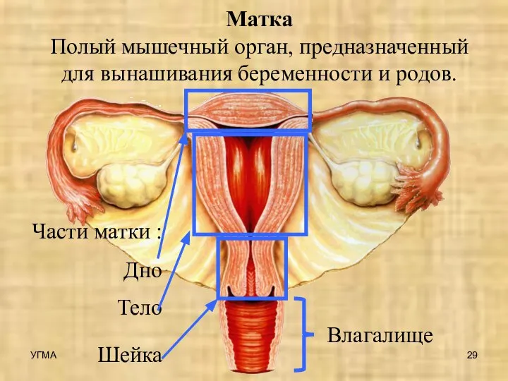 Матка Полый мышечный орган, предназначенный для вынашивания беременности и родов. Части
