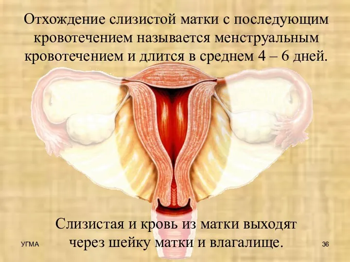 Отхождение слизистой матки с последующим кровотечением называется менструальным кровотечением и длится
