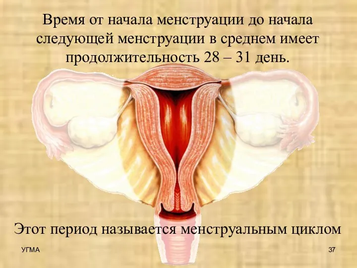 Время от начала менструации до начала следующей менструации в среднем имеет