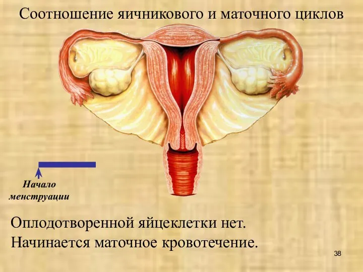 Соотношение яичникового и маточного циклов Начало менструации Оплодотворенной яйцеклетки нет. Начинается маточное кровотечение.
