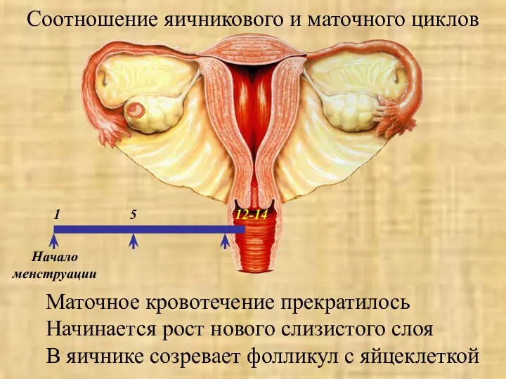 Начало менструации Соотношение яичникового и маточного циклов 5 1 Маточное кровотечение