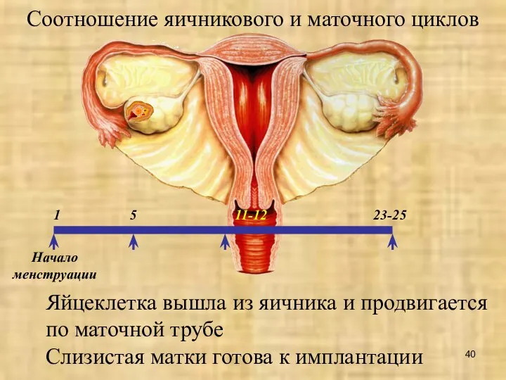 Начало менструации Соотношение яичникового и маточного циклов 5 1 Яйцеклетка вышла